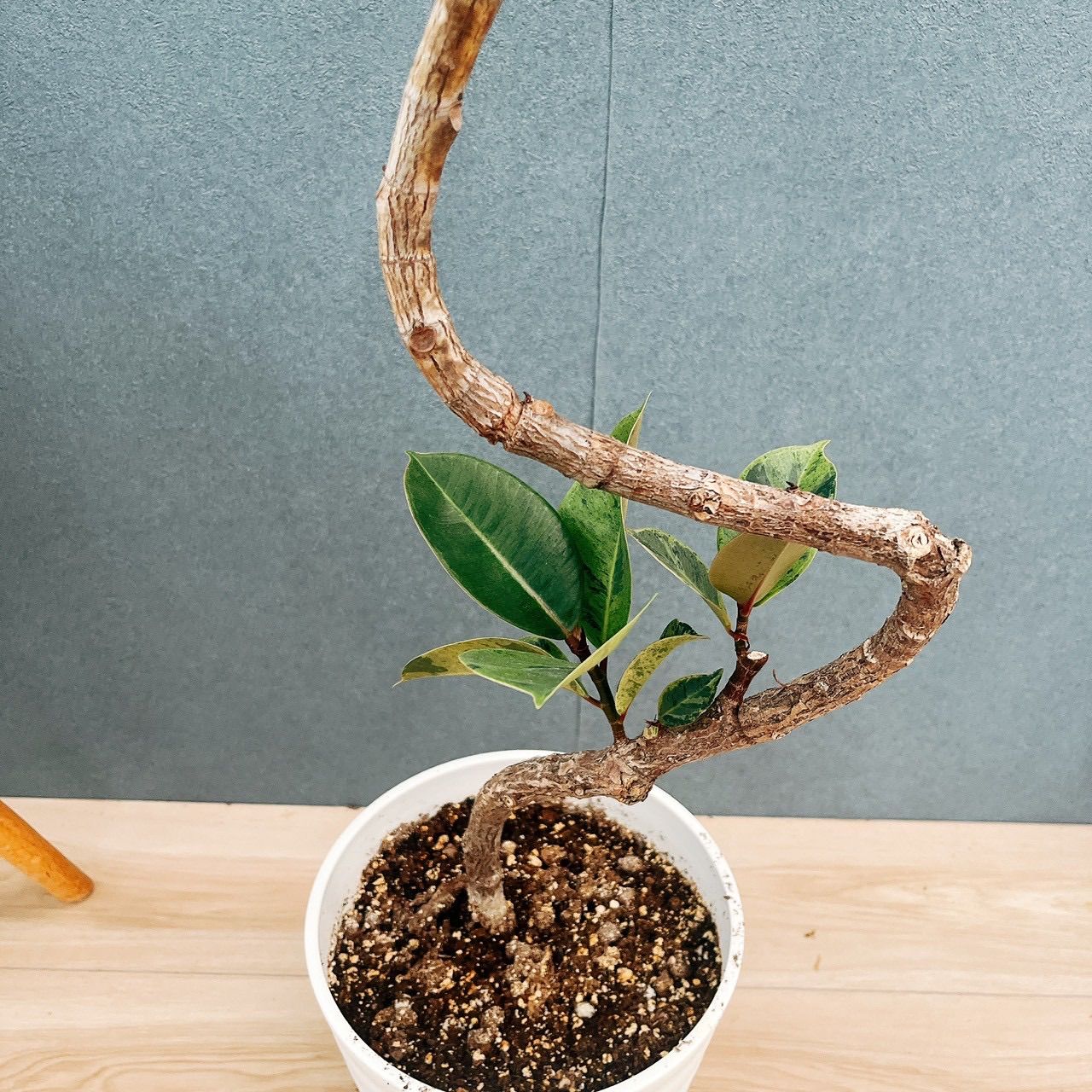 おしゃれ 斑入り