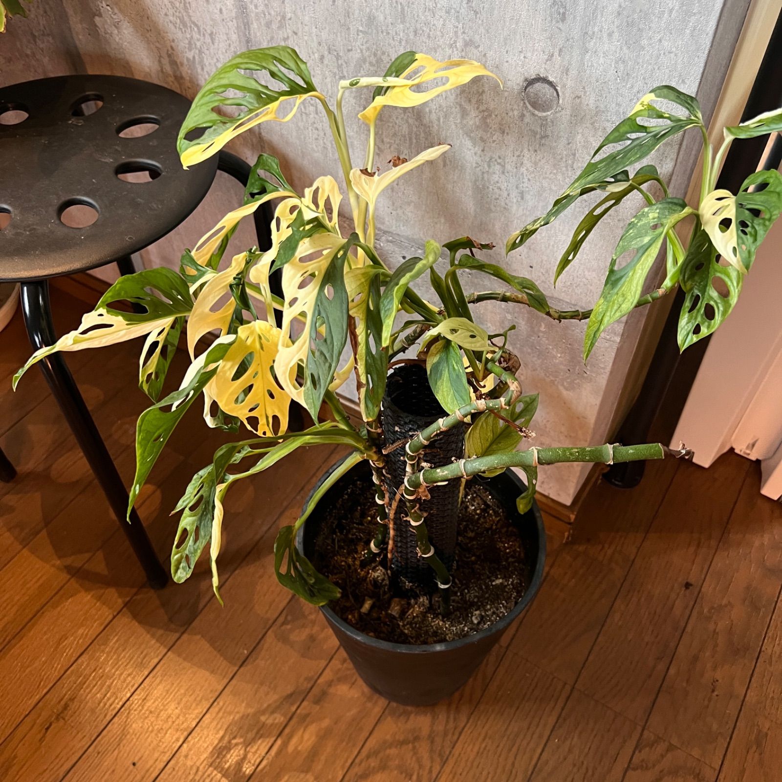 マドカズラ白斑 フルムーンほか 5.5号鉢付 親株 発根済み！特大葉30㎝！