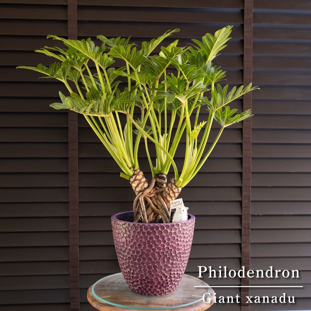 ジャイアントザナドゥ フィロデンドロン クッカバラ 鉢ごと発送 ジャイアントザナドゥ フィロデンドロン クッカバラ 鉢ごと発送