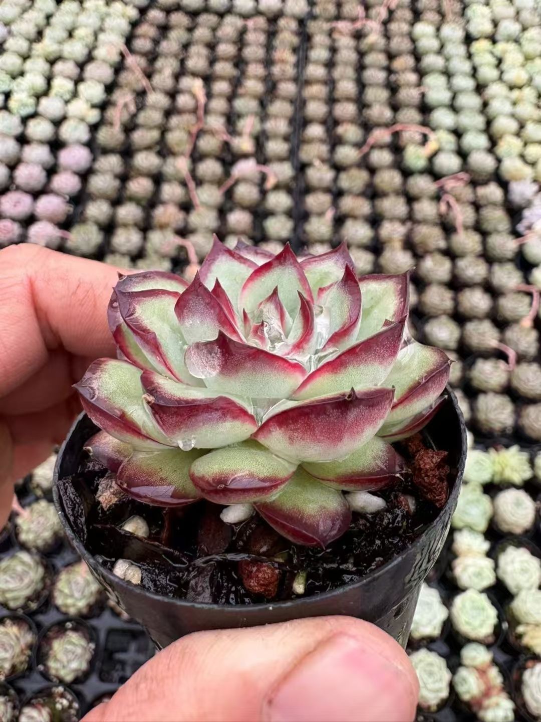 ステキ‼️ 多肉植物(韓国苗) エケベリア白月影(多頭)❣️ カット