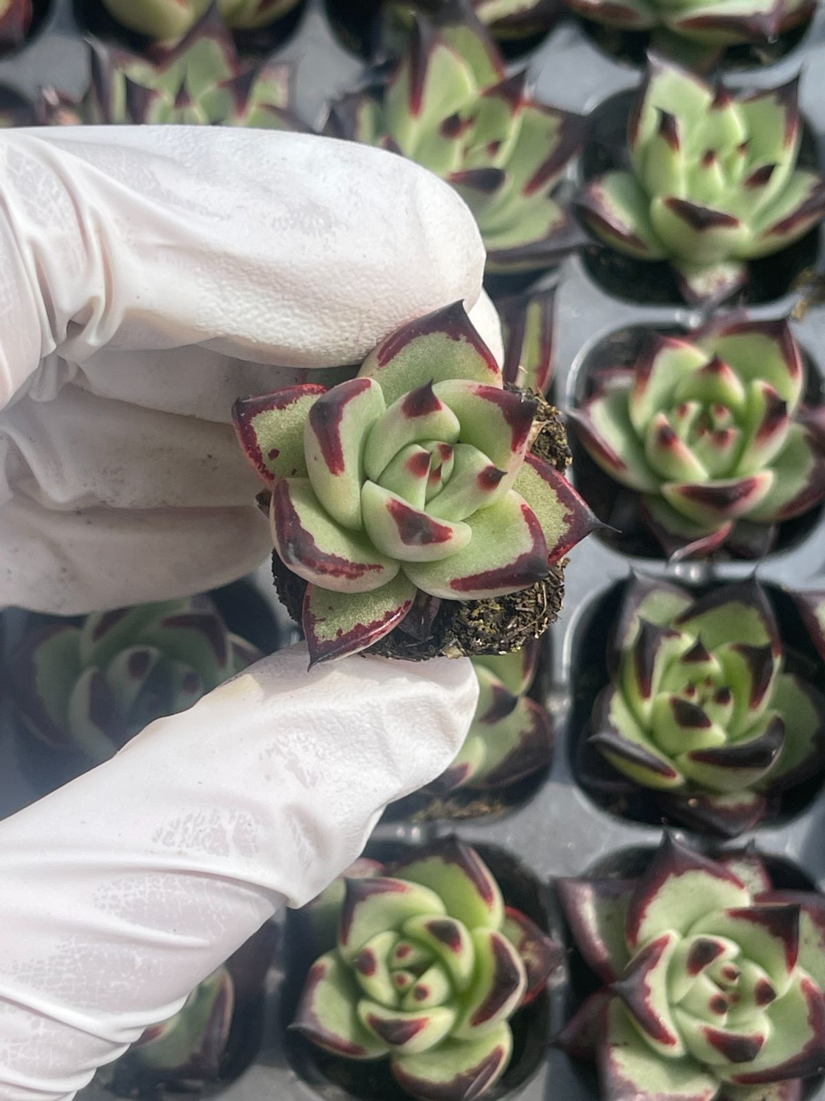 128株 S111-4 多肉植物 エケベリア 黑檀汁 超美苗 サボテン 観葉植物