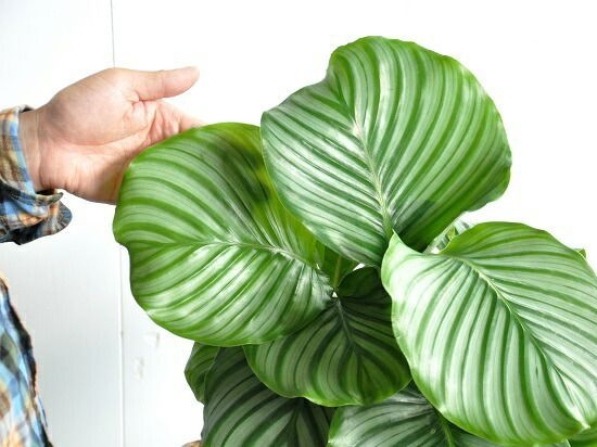 Calathea