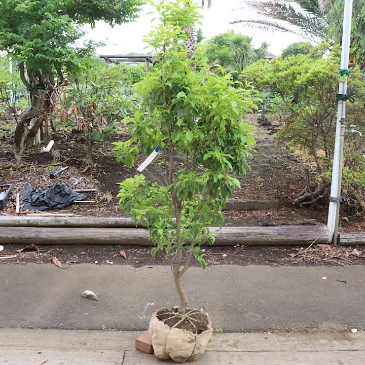 1本立ち】ソヨゴ 雌 - メルカリ