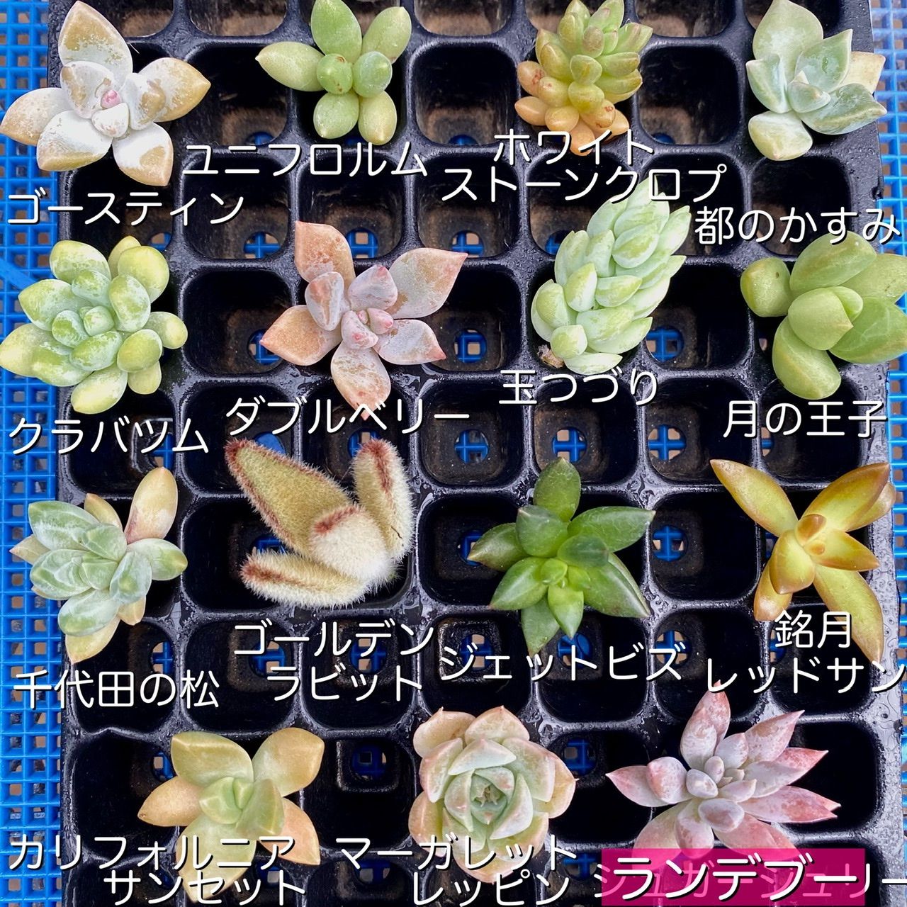お見舞い 玉つづり＆ホワイトストーンクロプ 植物 | www.eadwyden.com.br
