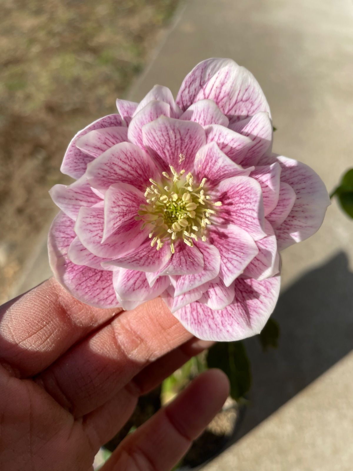 激レア!! マルチネスピニョンマツ鉢底から約80cm映え植物