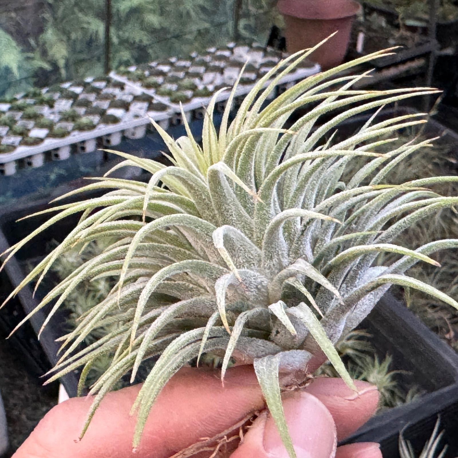 チランジア イオナンタ スノーボール Tillandsia Ionantha Snowball