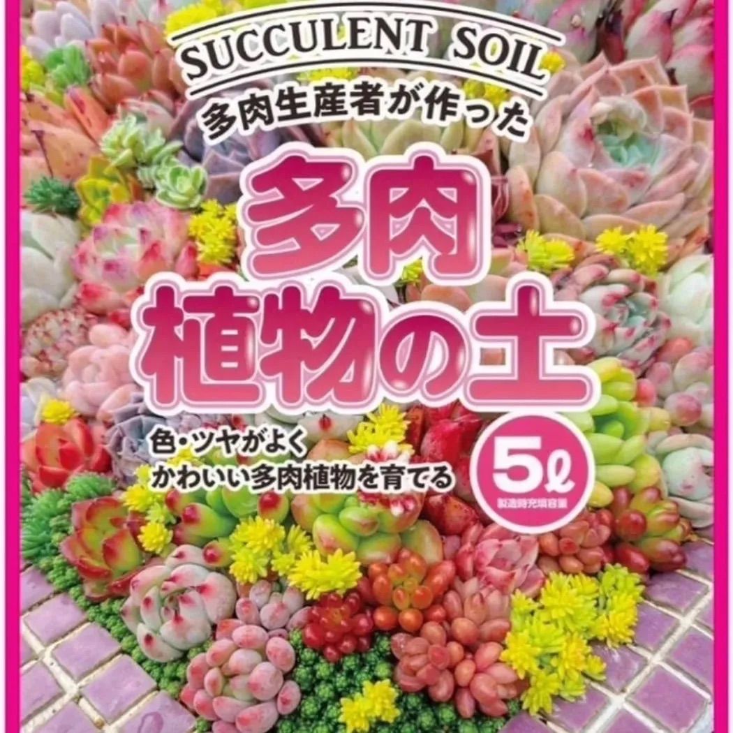 楽天市場】リエール 多肉 植物（花・ガーデン・DIY）の通販