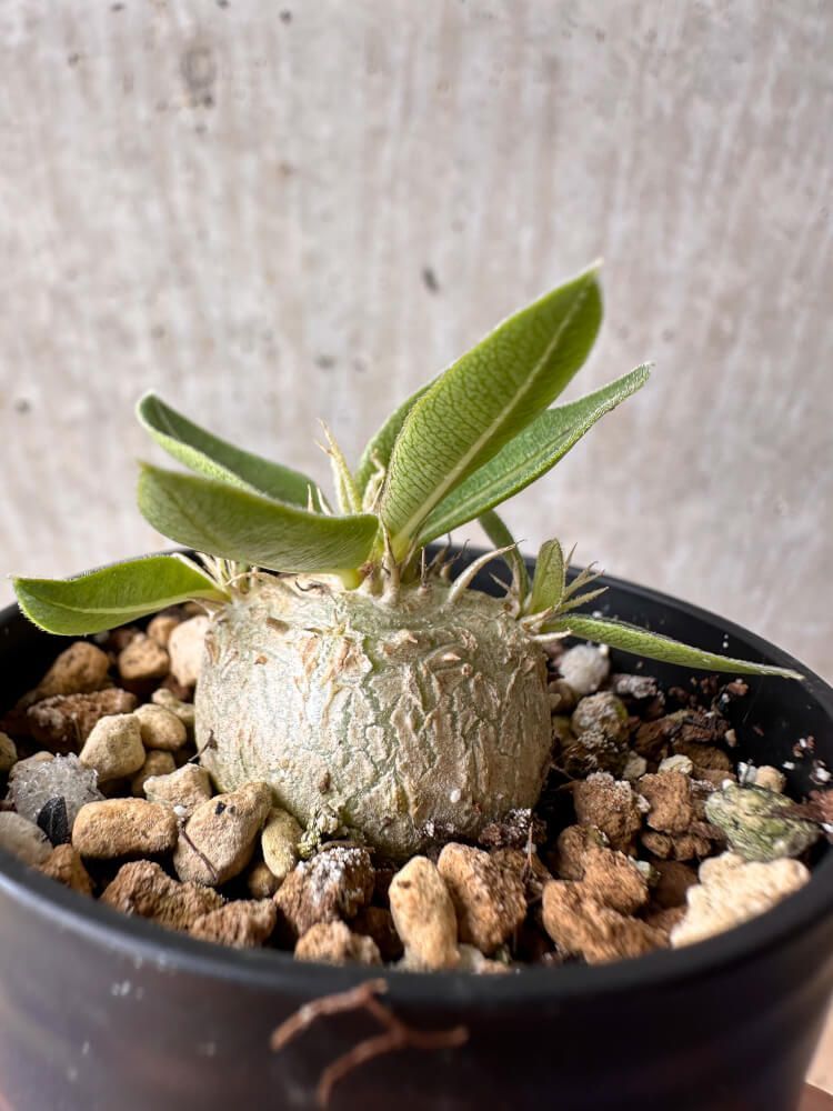 現品限り】パキポディウム・エニグマチカム【B3】 Pachypodium enigmaticum【植物】塊根植物 夏型 コーデックス - メルカリ