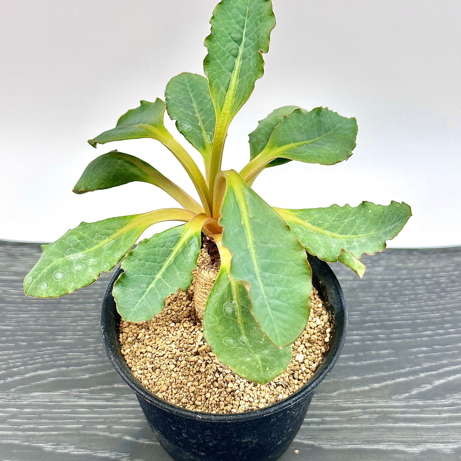 ユーフォルビア プリムリフォリア 実生 3号 多肉植物 塊根植物