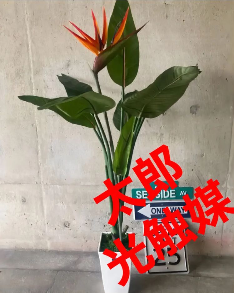 光触媒 人工観葉植物 ウォールグリーン フェイク フラワー ストレチア花器付