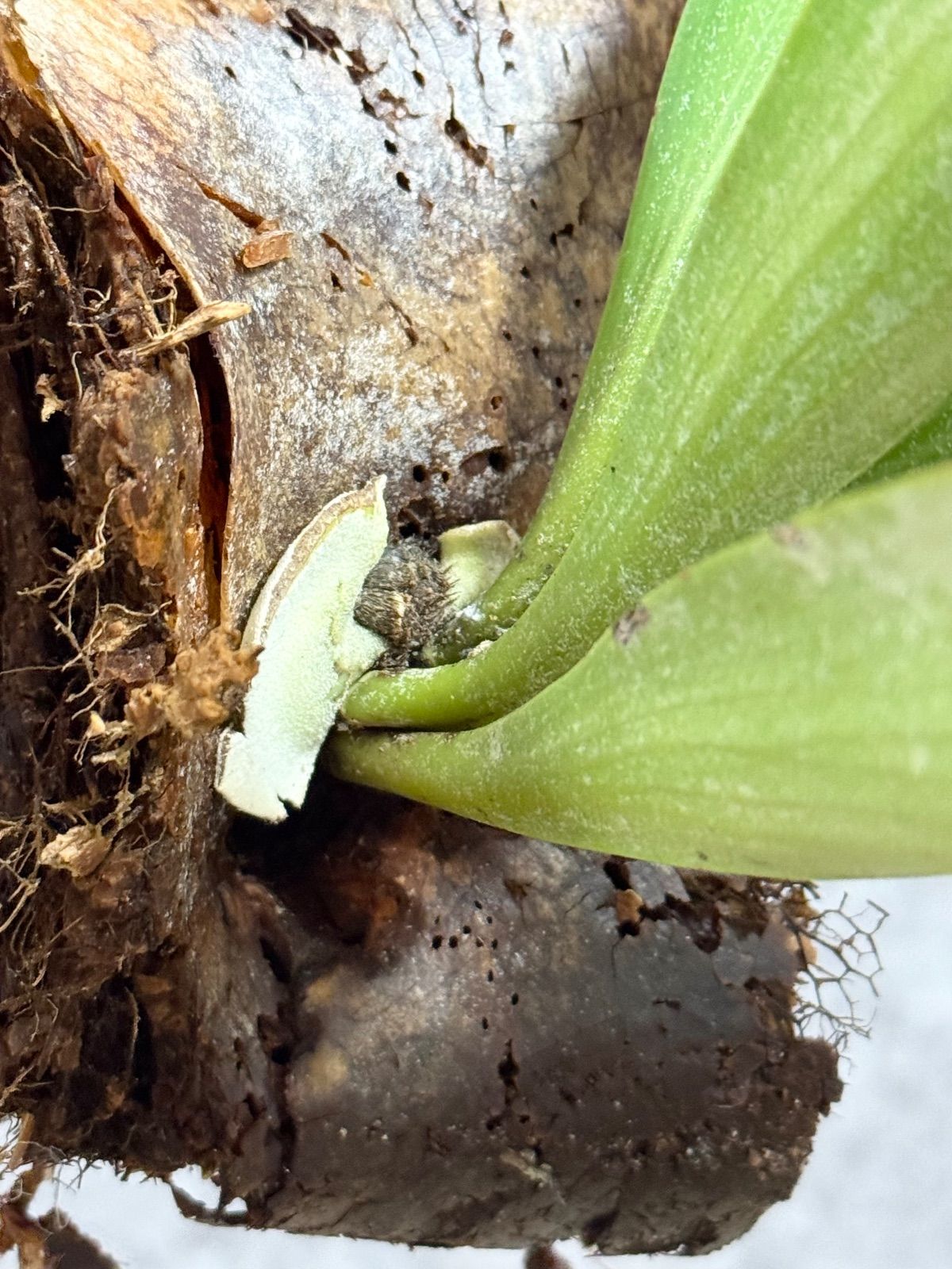 輸入直後!! ＊特大＊▽P.willinckii Wild finger dancer▽ C45