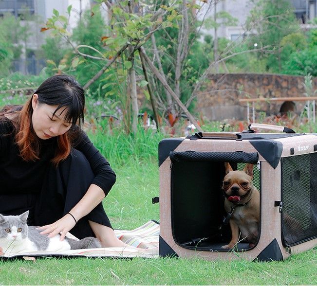 犬 猫
