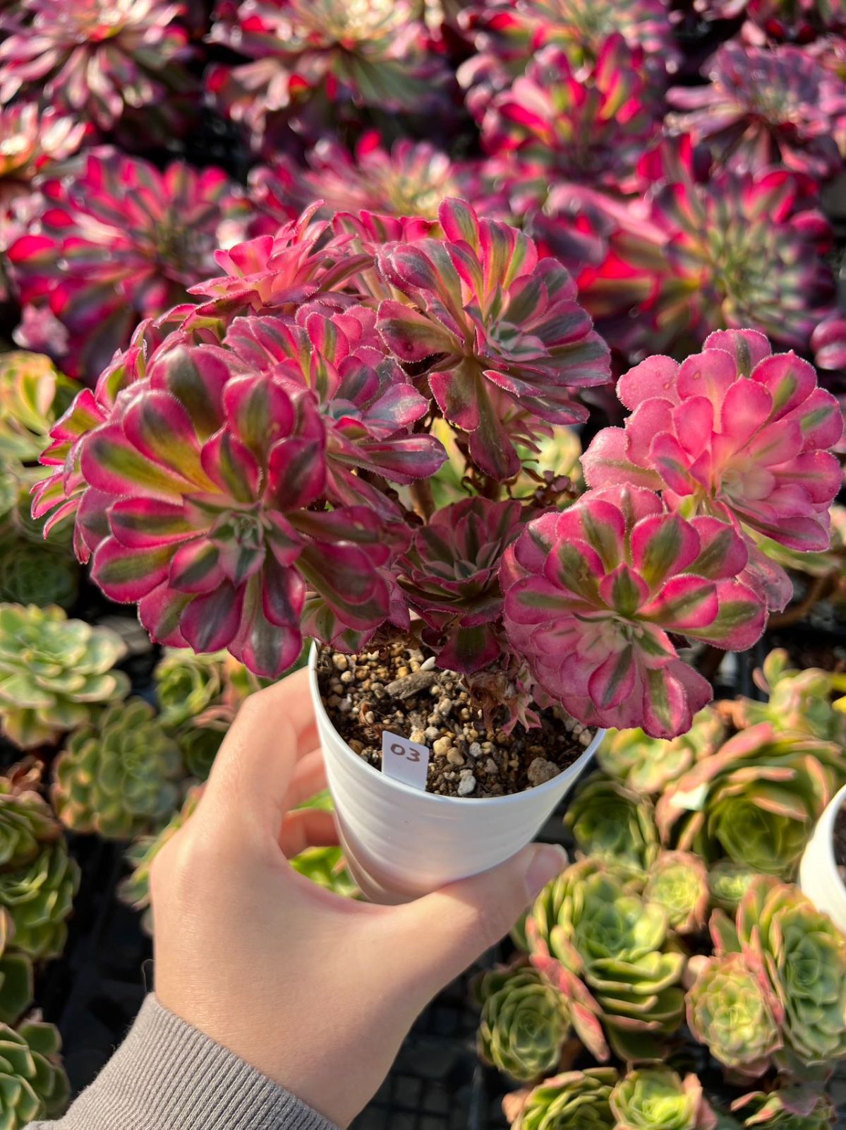 38#多肉植物アエオニウム錦❤️ かぐや ❤️7頭16cm拔き苗 38#多肉植物アエオニウム錦❤️ かぐや ❤️7頭16cm拔き苗