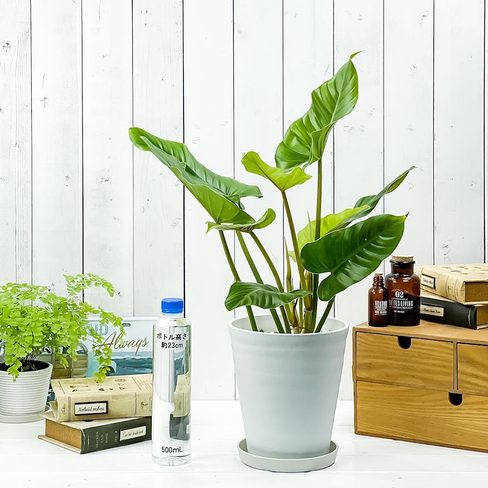PLANCHU    6   Philodendron cruentum    -
