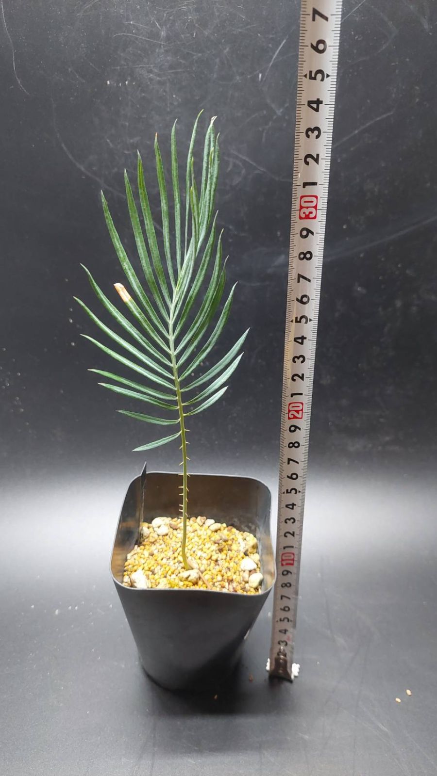 ブルーソテツ　サイカス　カイルンシアナ　① メルカリ便 ブルーソテツ サイカス カイルンシアナ ① メルカリ便 - メルカリ