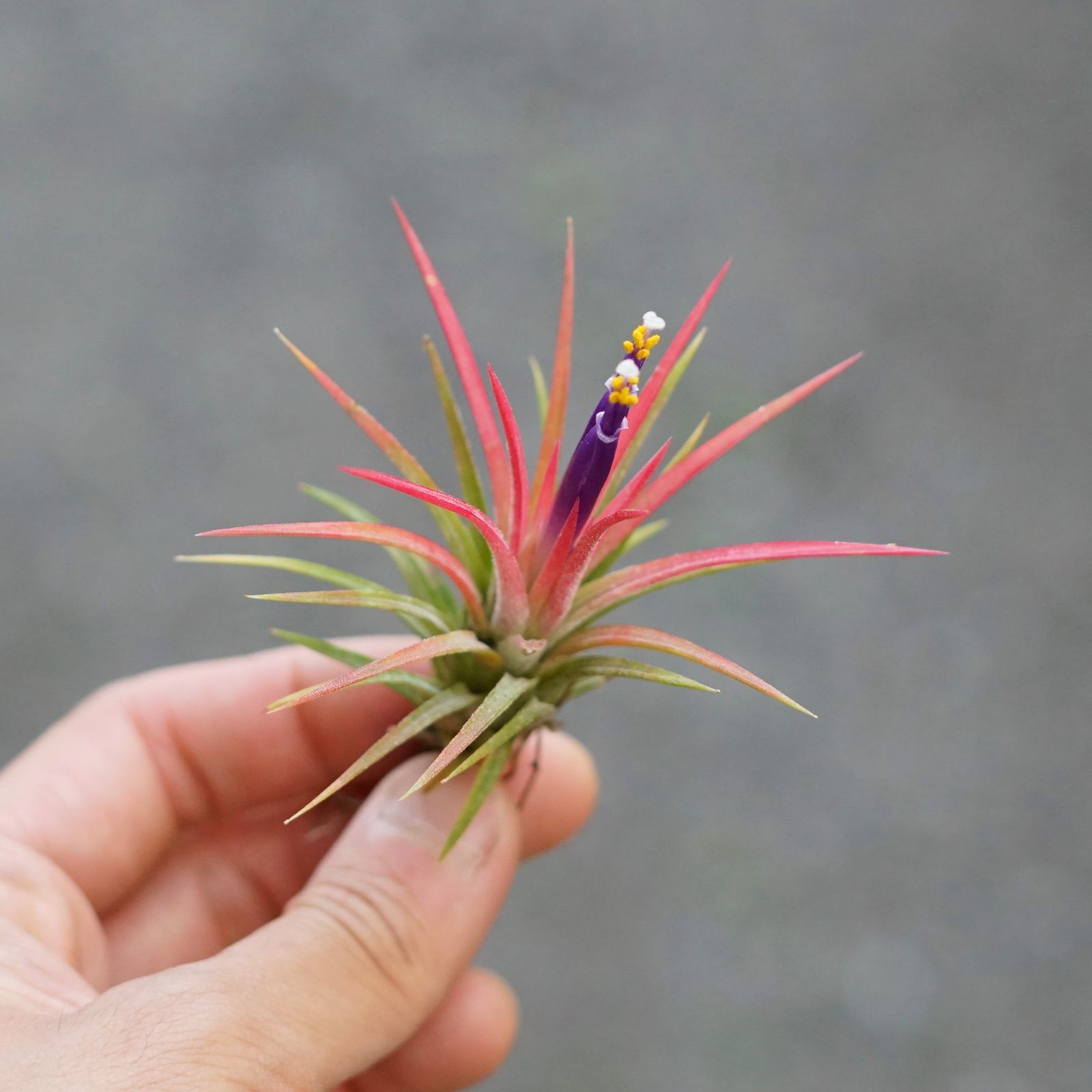 折り師　イオナンタ セット　Tillandsiaチランジア エアープランツ チランジア【イオナンタ・レッド】 Tillandsia エアプランツ