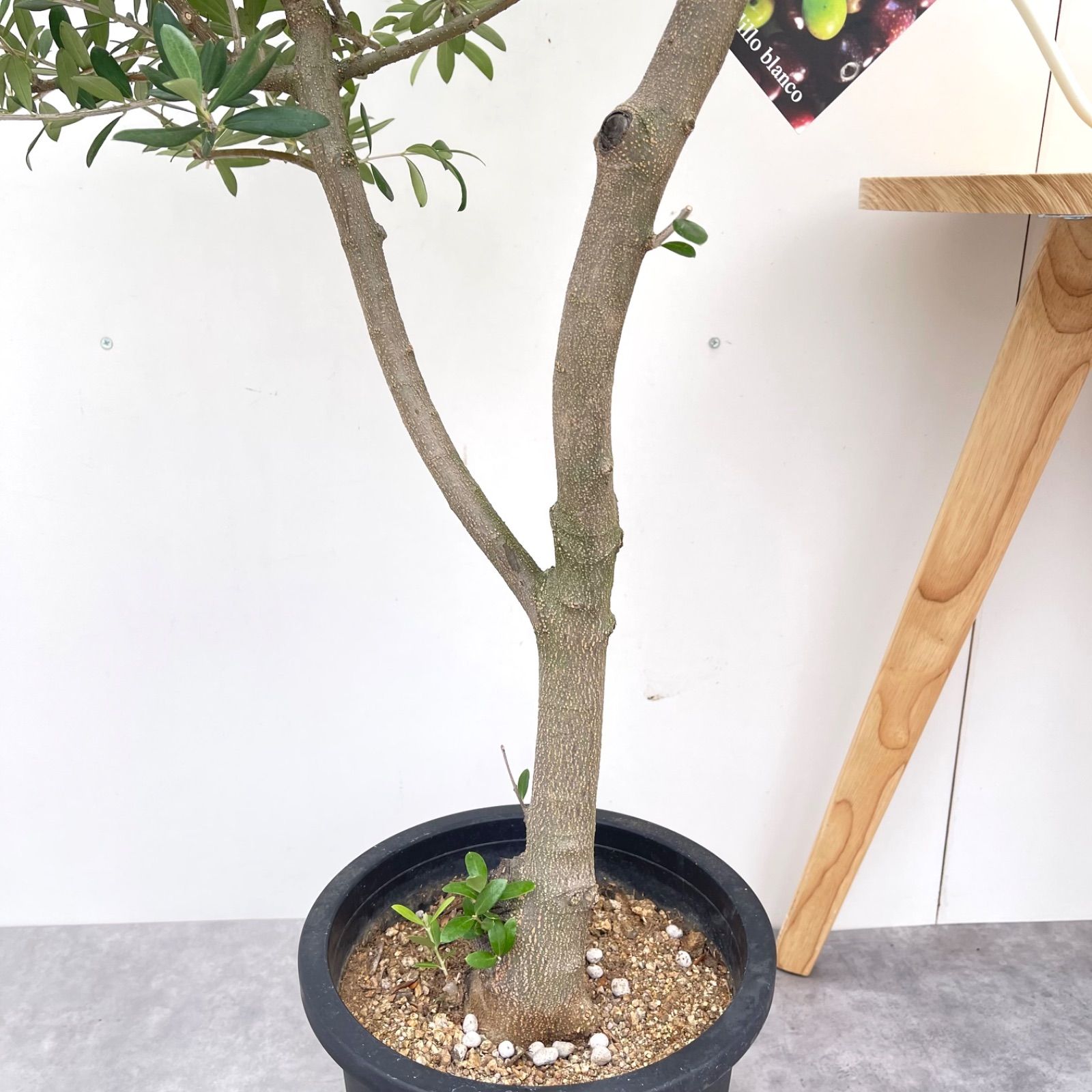 創樹　オリーブ　ネバディロブランコ　15 914b6fbabb49a114ccbb004262ab4b