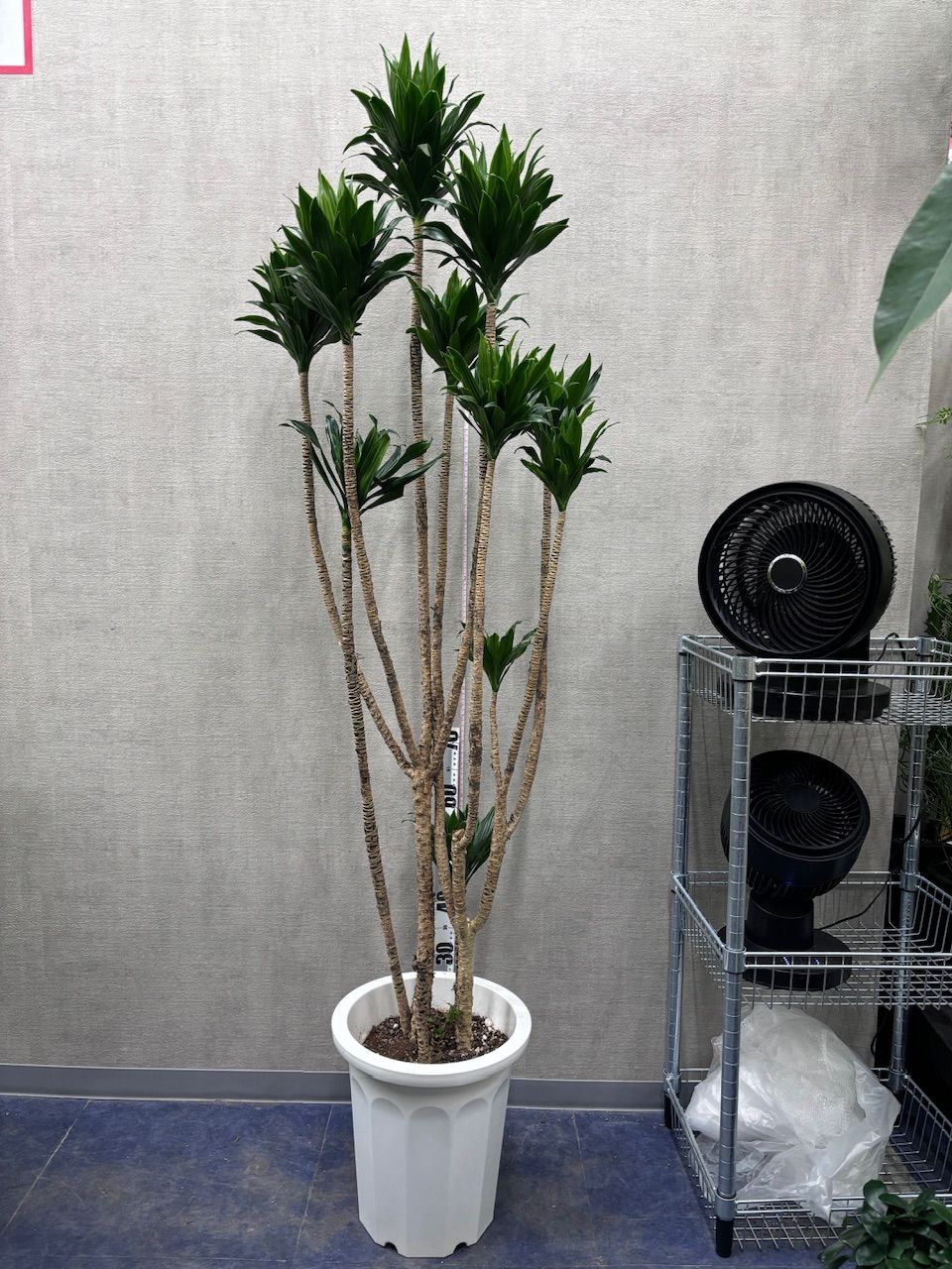 SOUJU】オリーブ オリーブの木 ネバディロブランコ 9号鉢 美樹形 極太