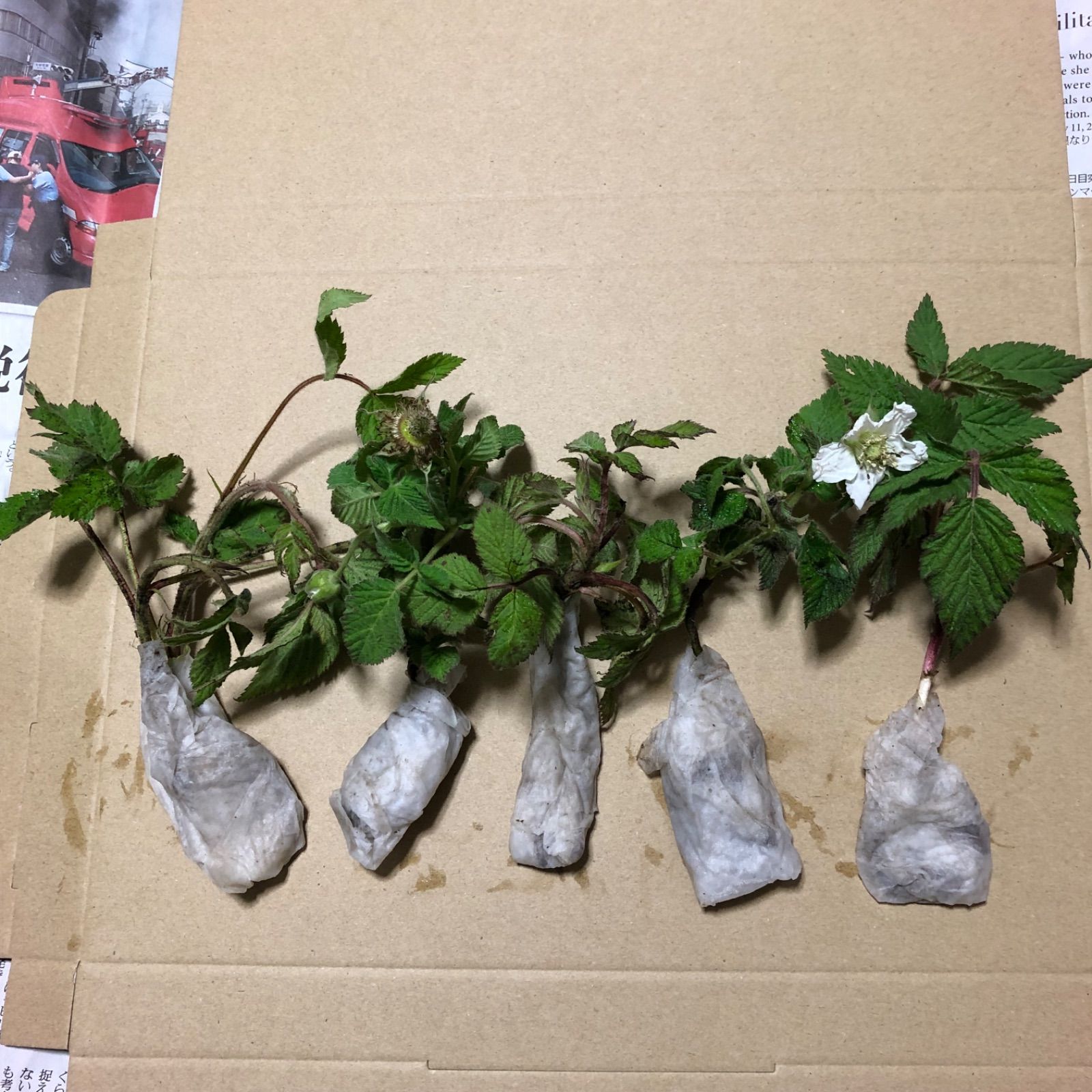 ⭐️草苺苗1株(小)⭐️木苺苗 クサイチゴ苗 くさいちご苗 キイチゴ