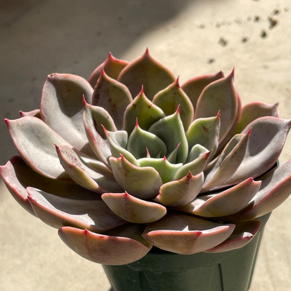 多肉植物 コスタ❣️札付き❗️抜き苗 - メルカリ