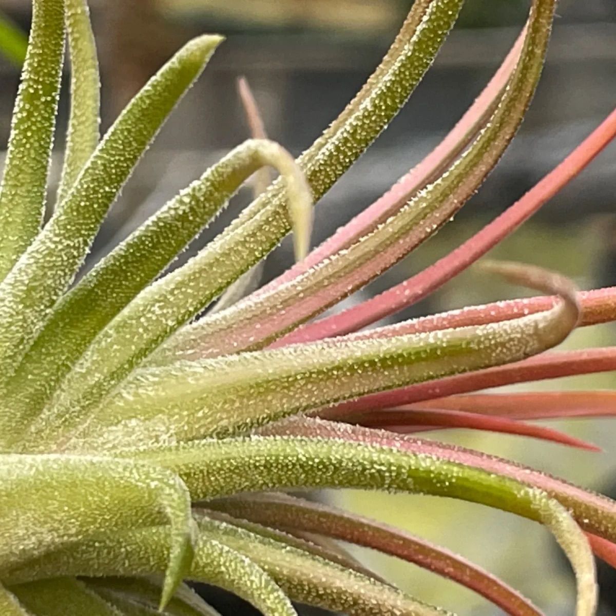 チランジア イオナンタ ヴァリエガータ Tillandsia ionantha 'Variegata' ＠フラワーショップ江口