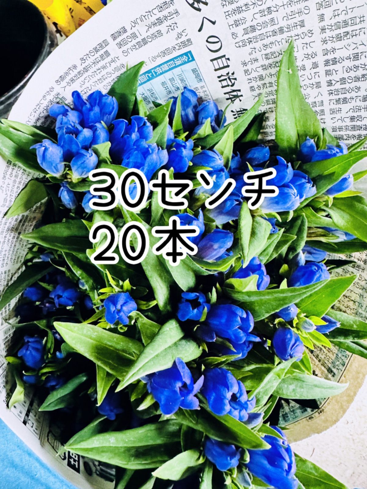 産地直送！！ リンドウ 竜胆 切り花 生花 30センチ20本 - メルカリ