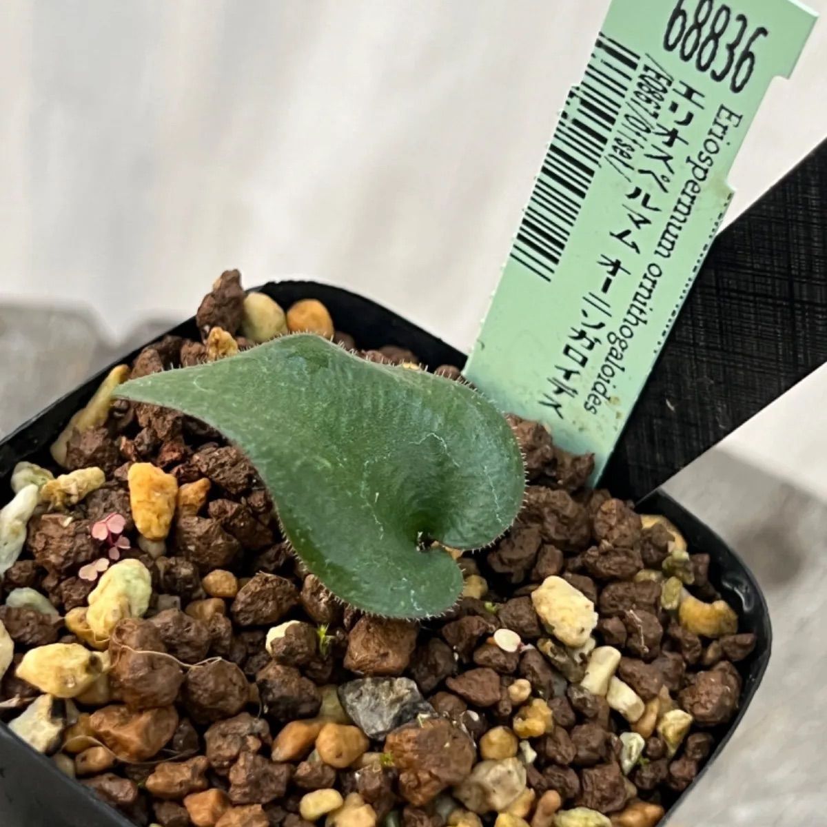 エリオスペルマム オーニソガロイデス(68836) - メルカリ