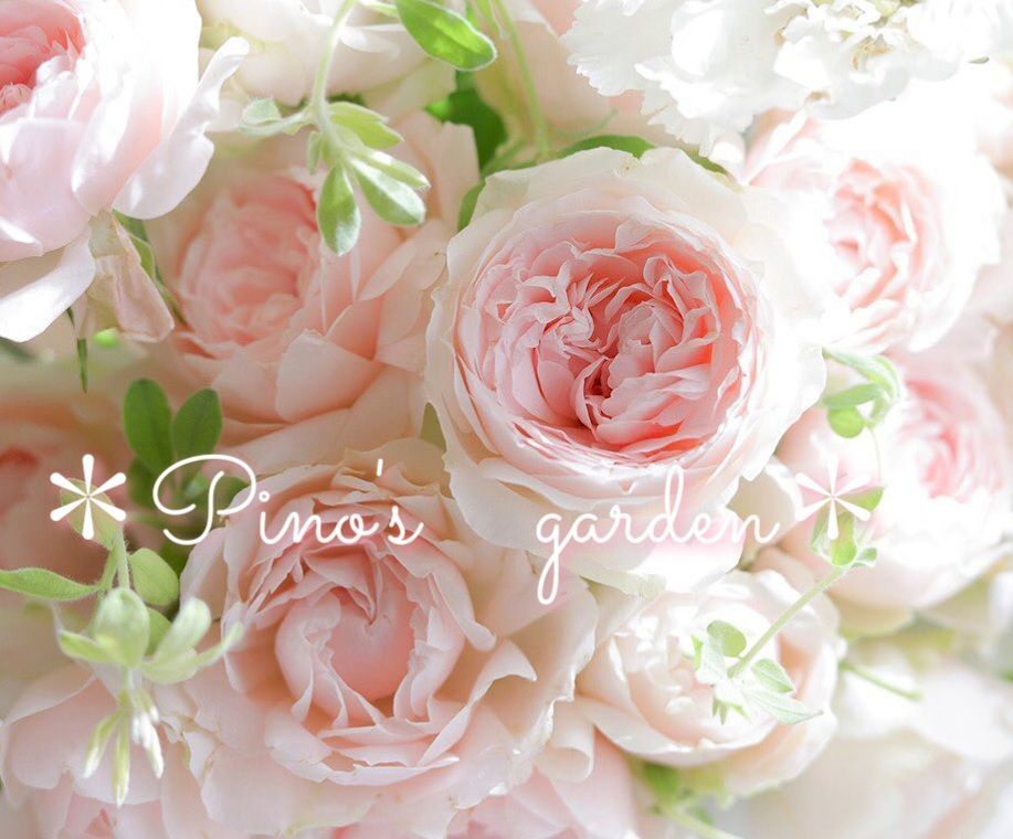 メルカリshops ふわふわ淡いピンク色 切り花品種 バラ苗 挿し木