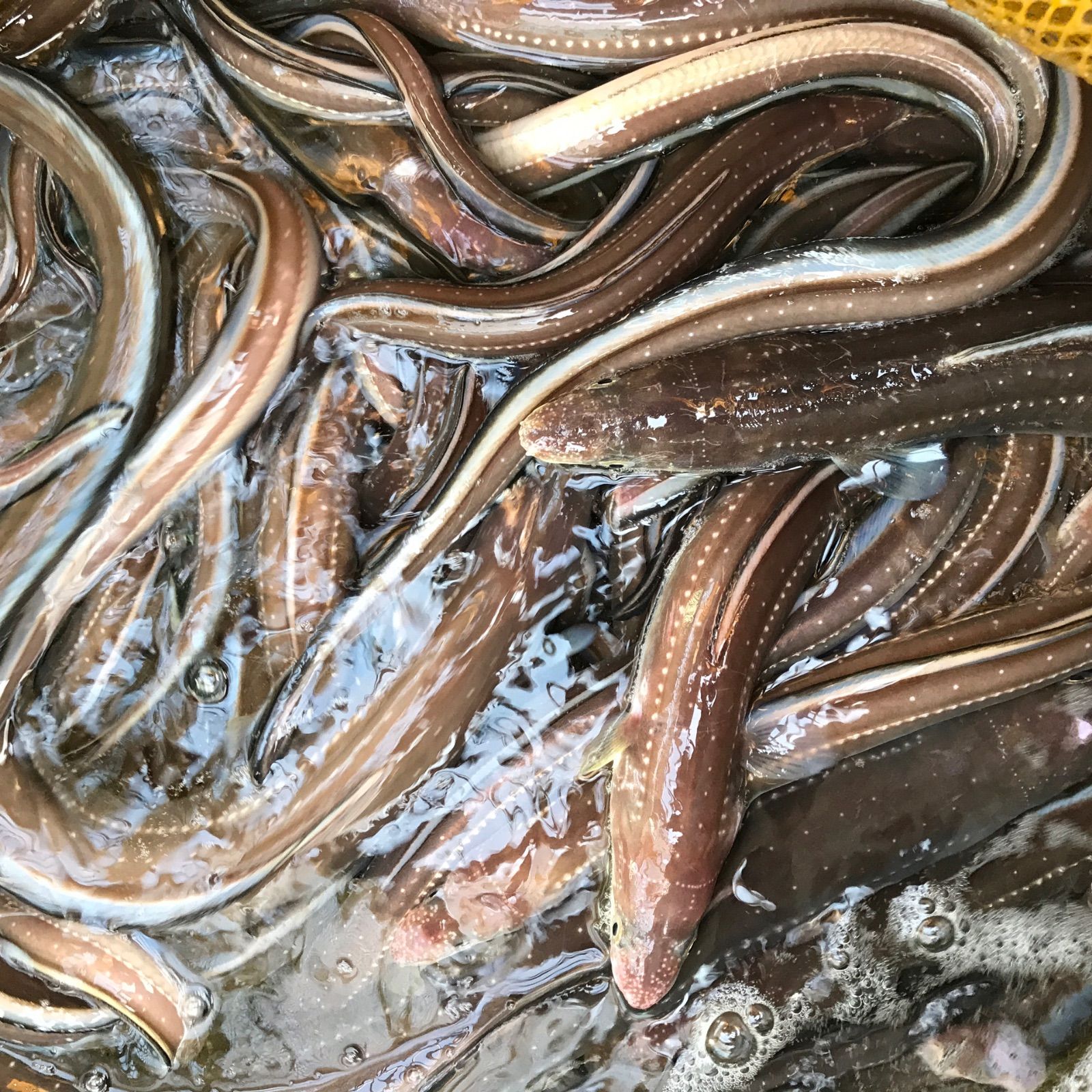 上穴子の開き 500g