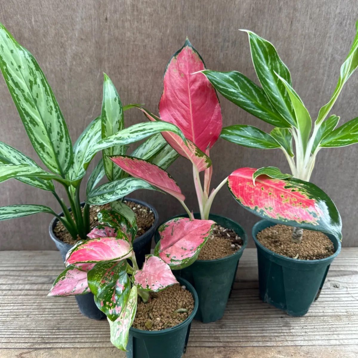 アグラオネマ 4種セット Aglaonema 現品 シルバークイーン スノー 