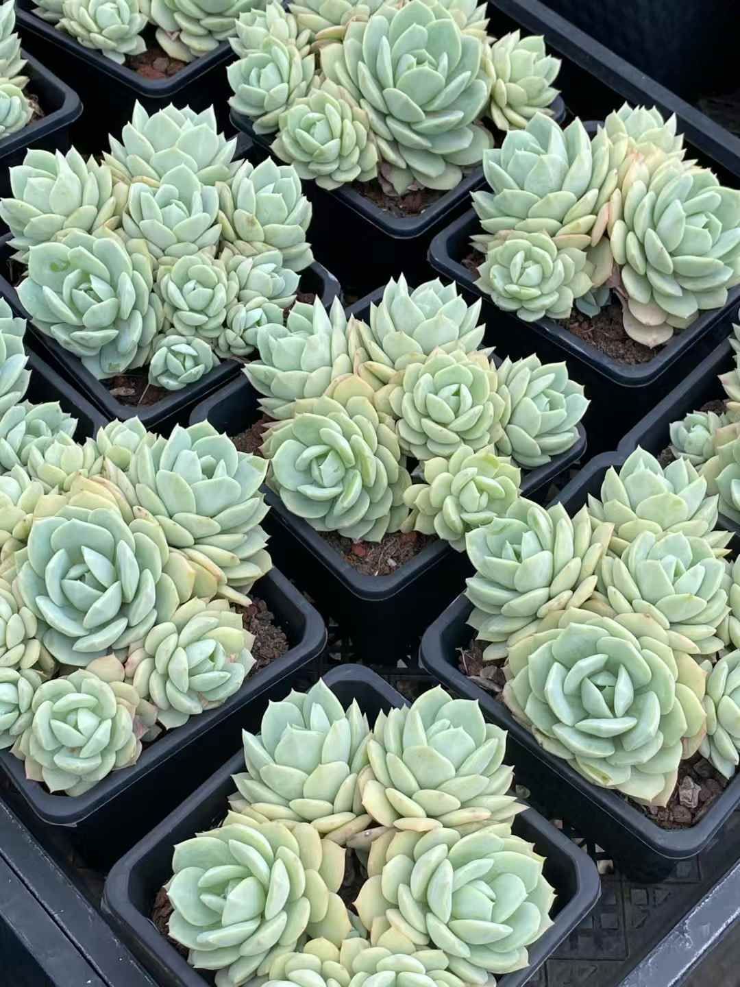 QS1047×15鉢 抜き苗 多肉植物 エケベリア サボテン 韓国苗 新入荷 達磨