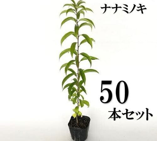 50本セット ナナミノキ樹高0.3m前後10.5cmポット