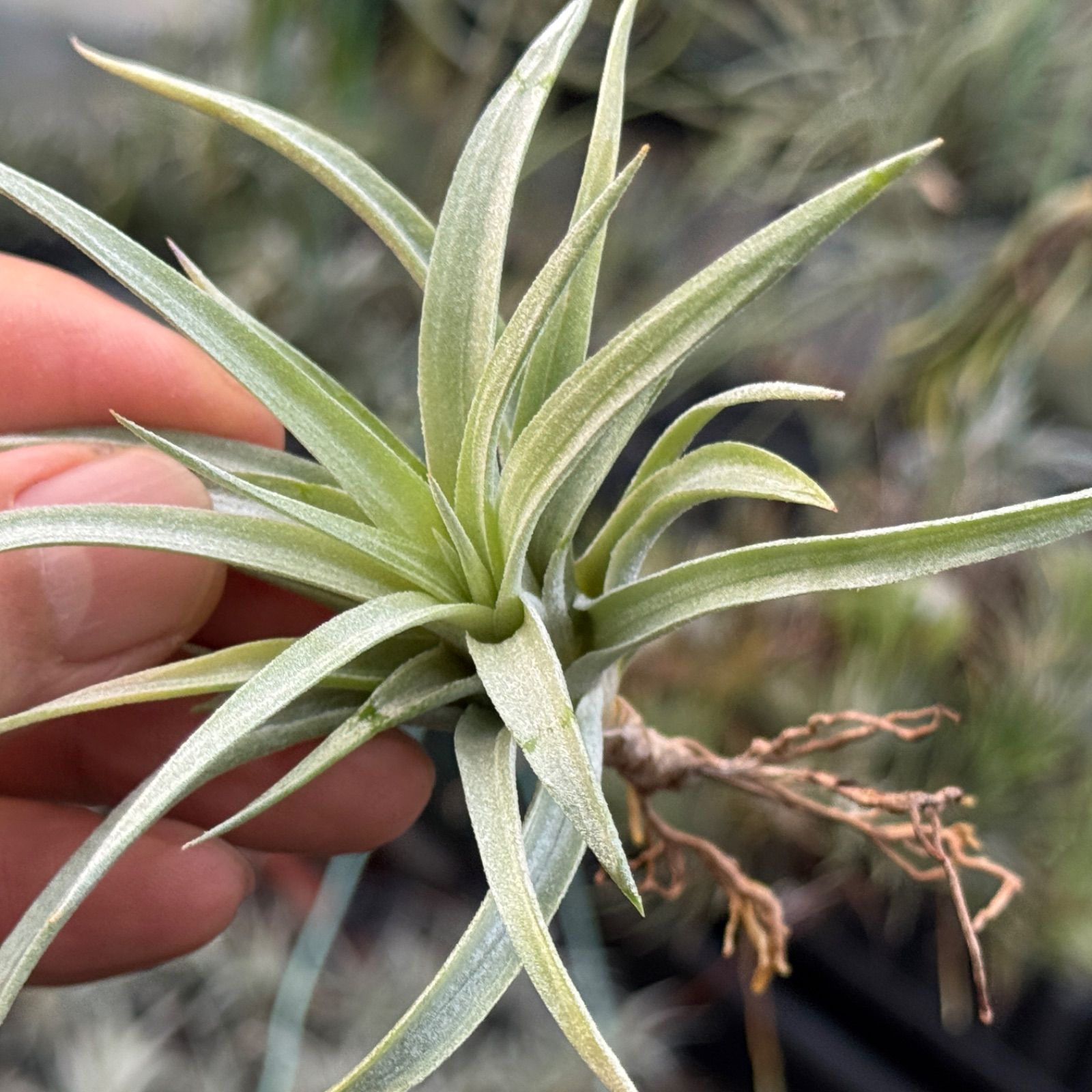 チランジア ハリシー×(キセログラフィカ×ブラキカウロス) Tillandsia