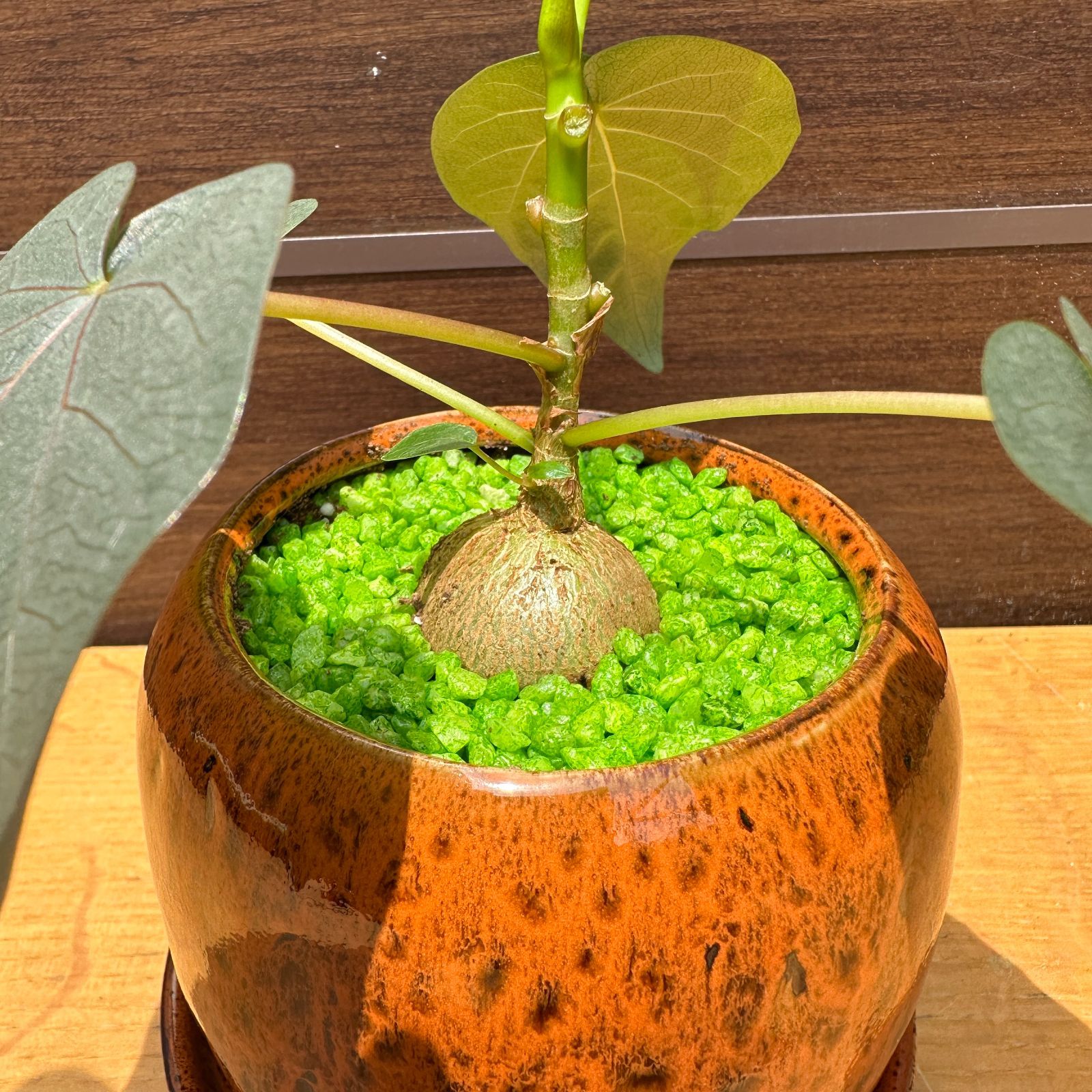 フィカス アフリカンプリンス レア 希少 観葉植物 ゴムの木 NO6