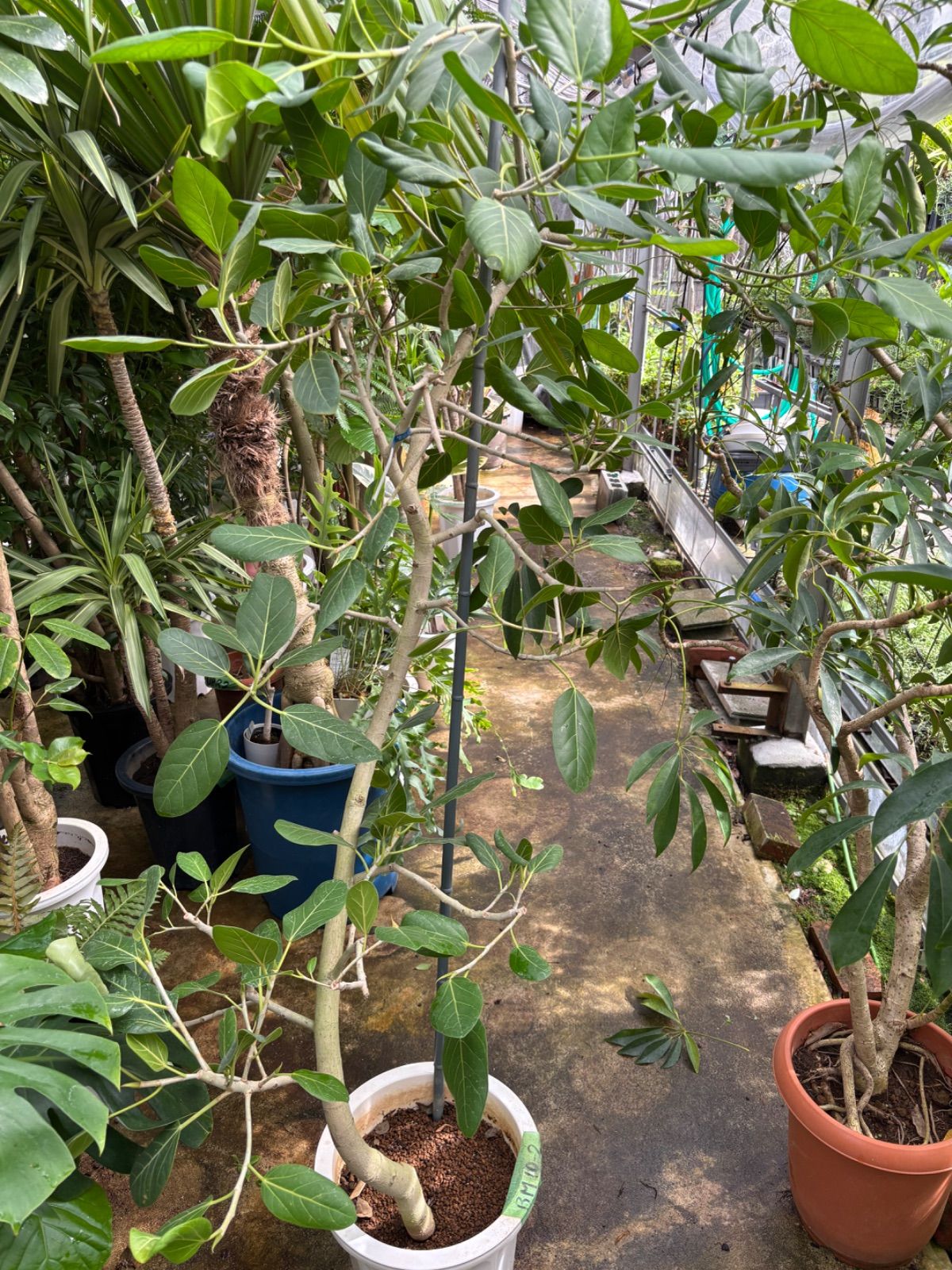 現品］S フィカス アムステルダムキング 8号 観葉植物 大型 室内