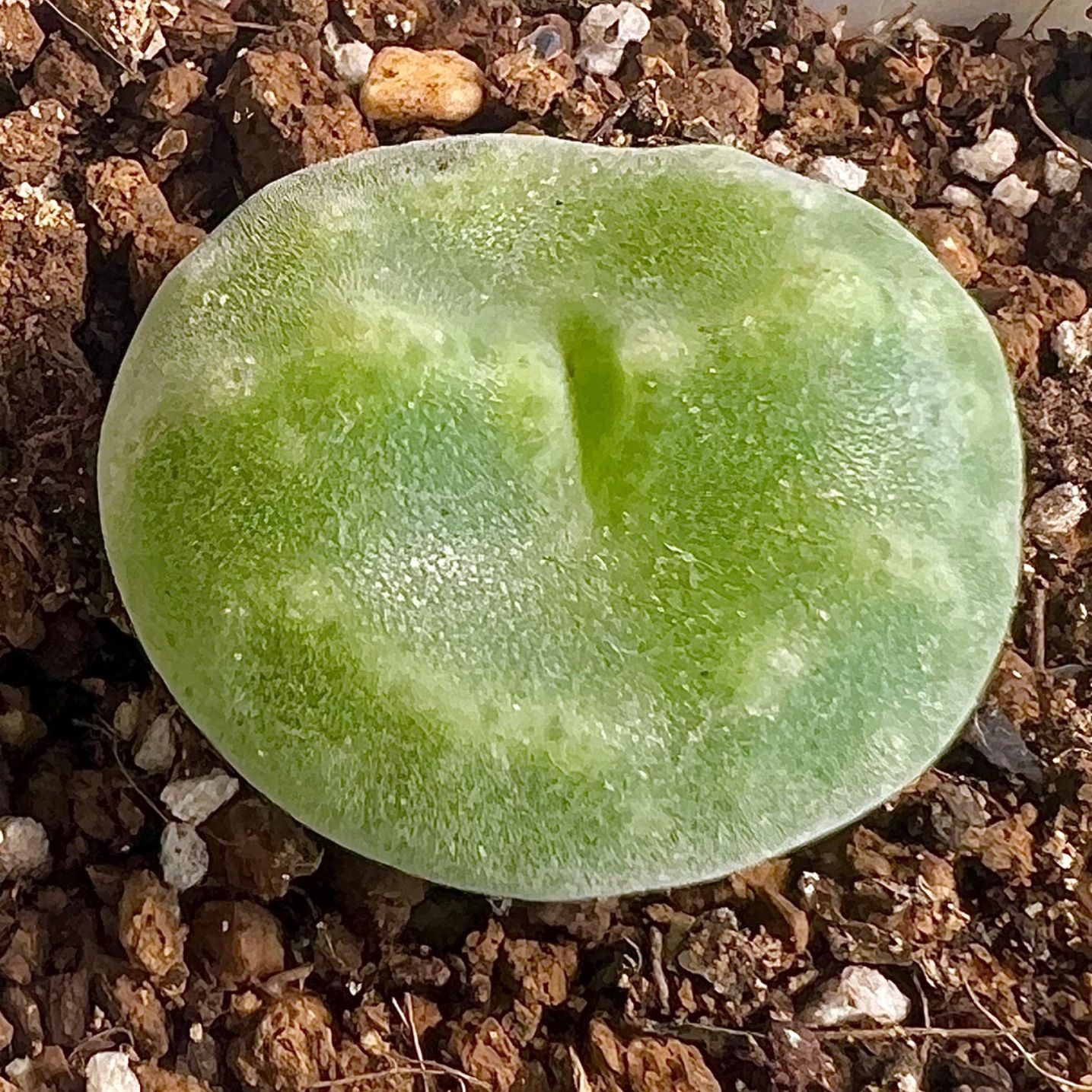 レア コノフィツム セレベルム 1.7cm PVB10043 Conophytum ernstii ssp.cerebellum 多肉植物 メルカリ便  - メルカリ