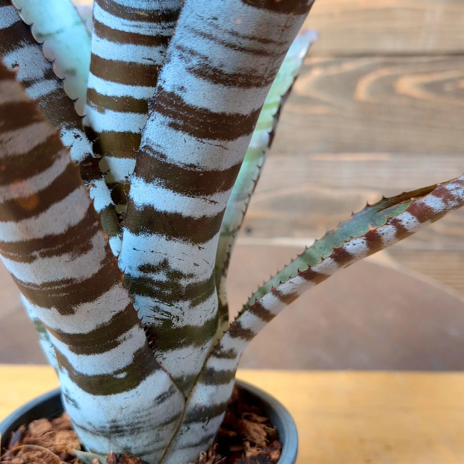 2025年最新】エクメア チャンティニー ブラックの人気アイテム - メルカリ