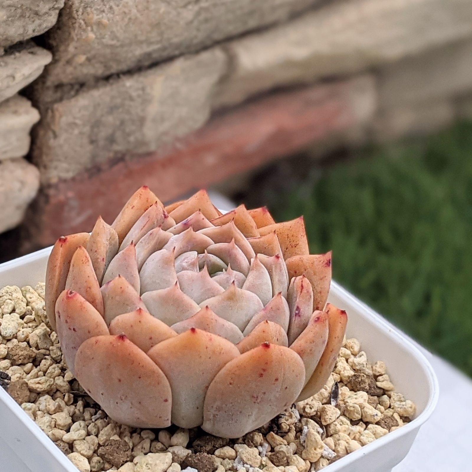 サラン 多肉植物 抜き苗 エケベリア