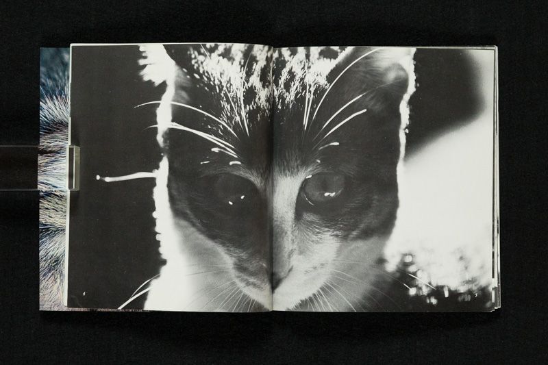 深瀬昌久　サスケ!!いとしき猫よ　写真集 サスケ!! いとしき猫よ｜深瀬昌久 - メルカリ