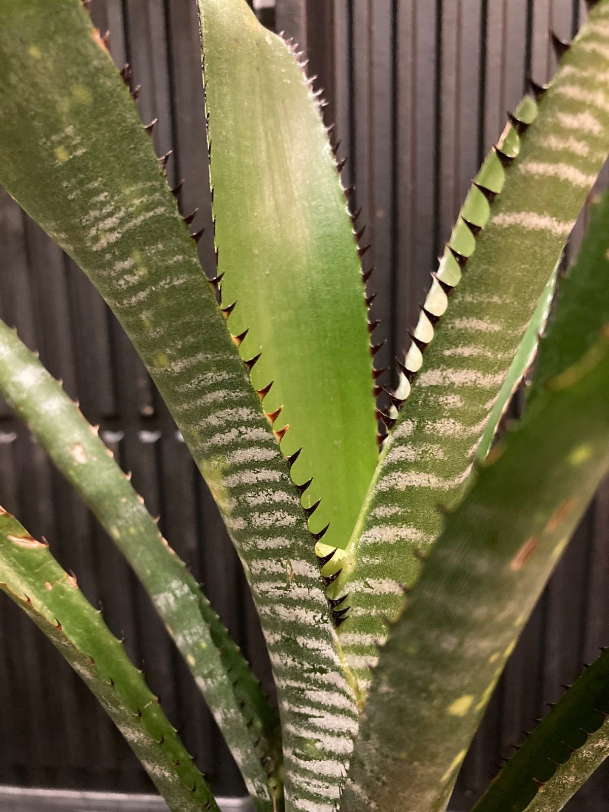 ビルベルギア Billbergia Toneprai Polaris - メルカリ