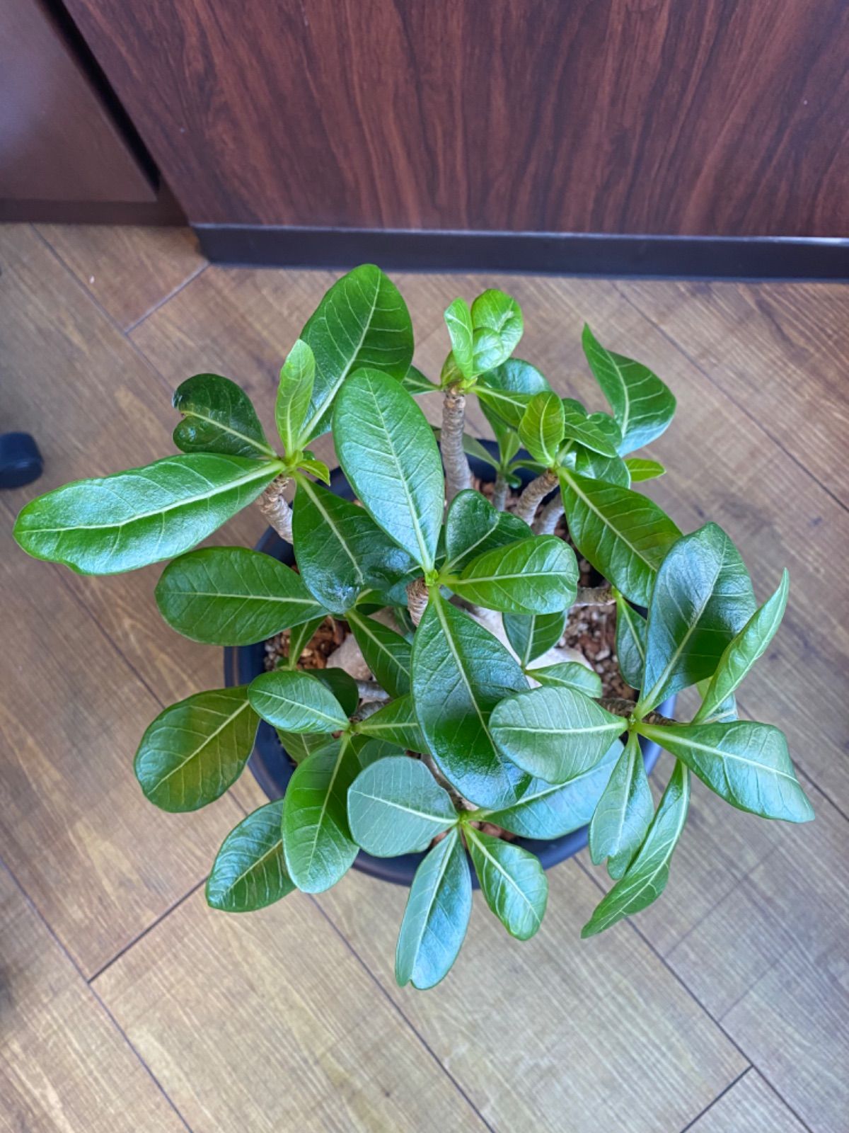 アデニウム・アラビカム タコ足 大株 発根済み ⑧ 【鉢のまま