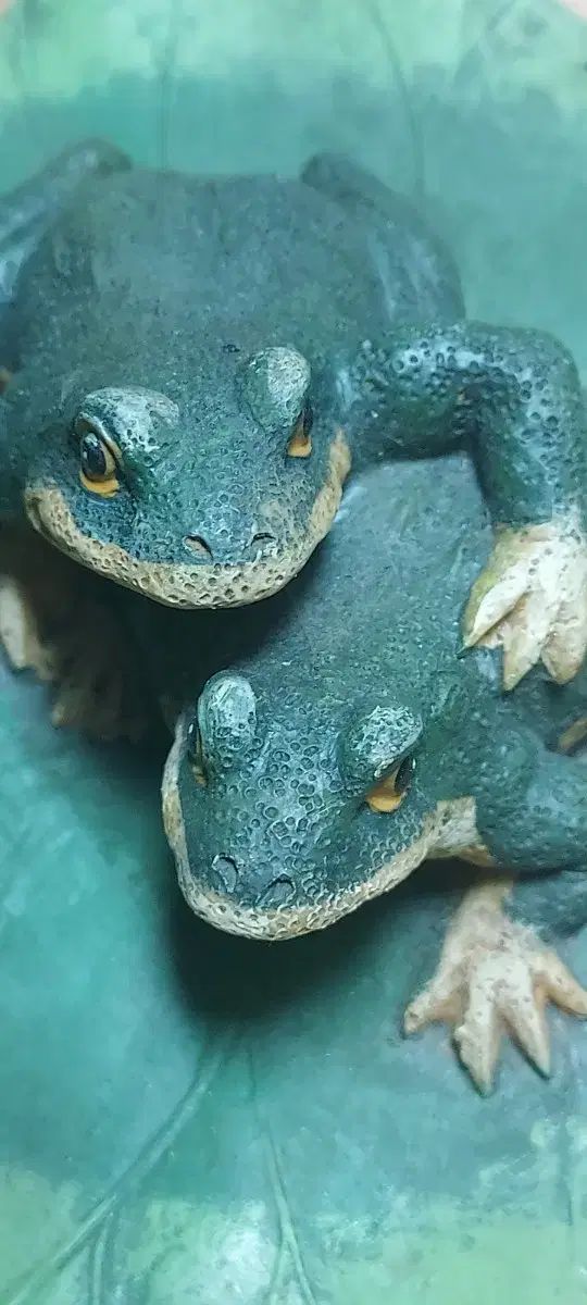 ドッグ ボーン フロッグ