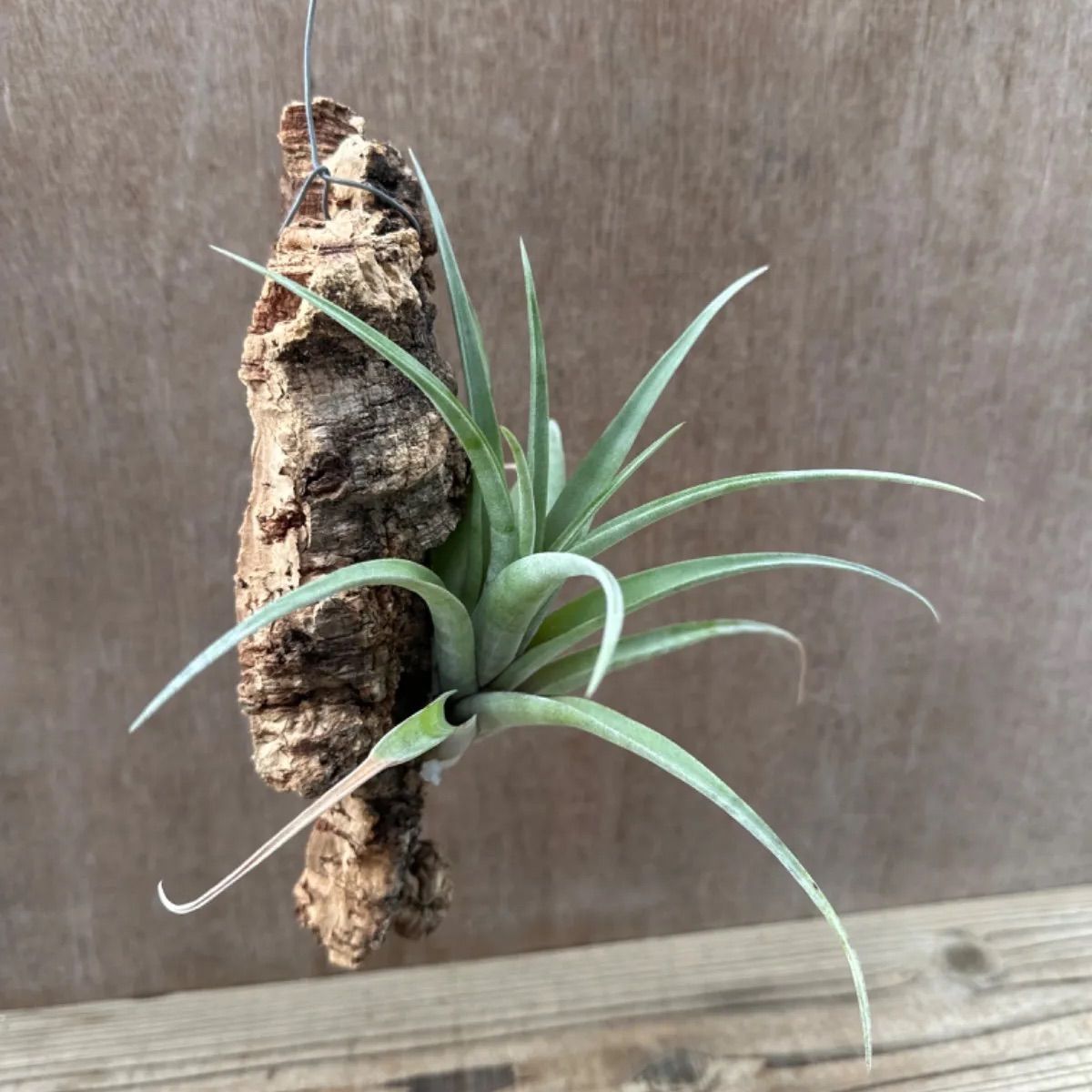 チランジア フレクスオーサ  Tillandsia flexuosa ティランジア エアプランツ エアープランツ 現品 観葉植物 観葉 植物 珍奇植物 珍奇 珍しい レア 希少 ハンギング 吊るす 吊り下げ インテリア プレゼント おしゃれ かわいい グリーン