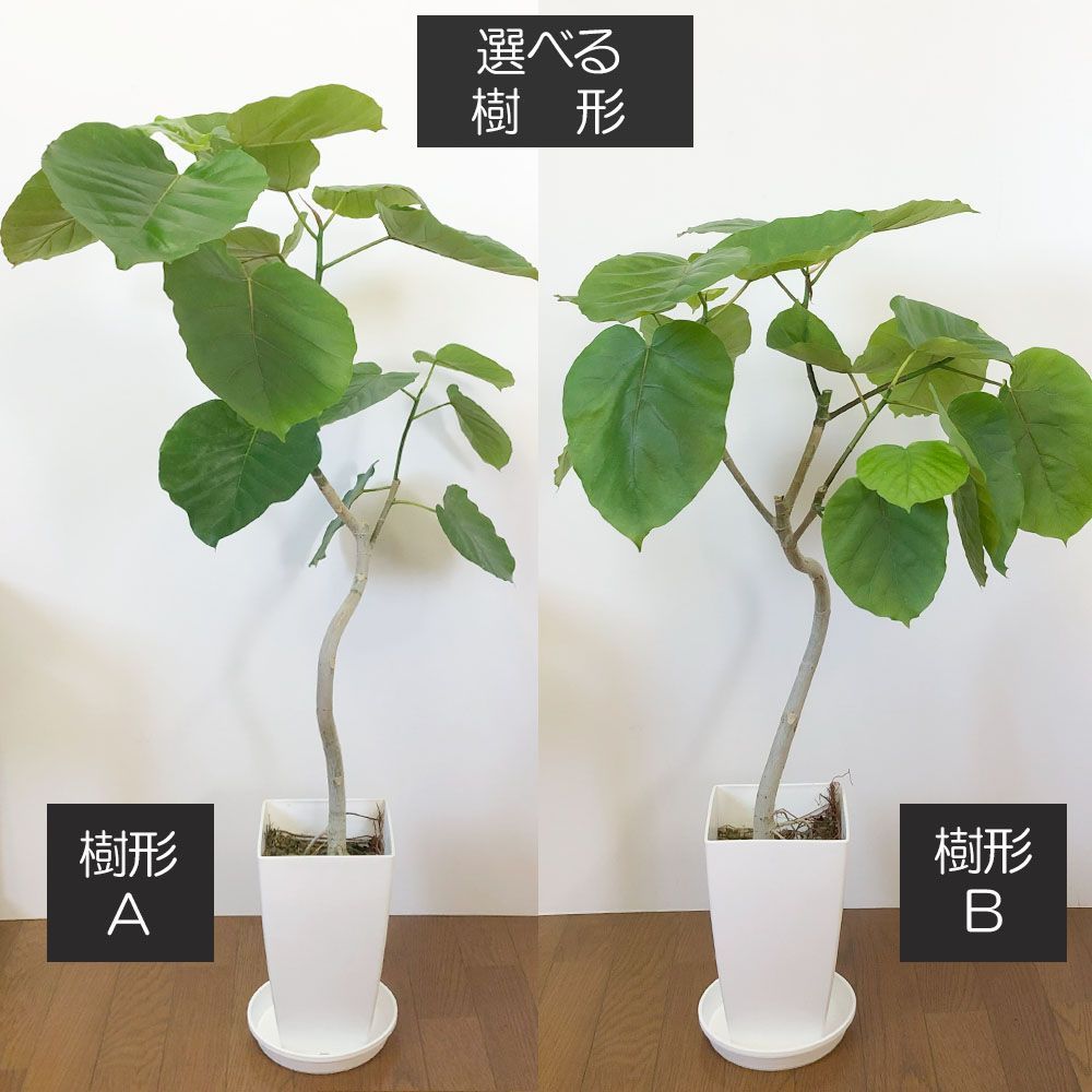 観葉植物 大型 ウンベラータ フィカス 7号 【現品】 選べる樹形 白