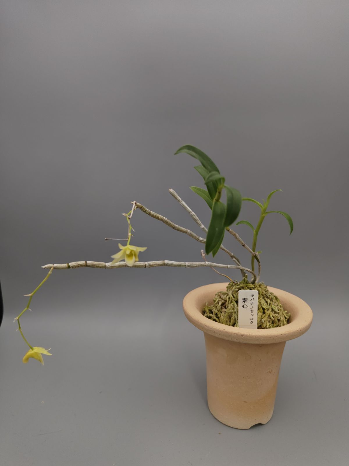 キバナノセッコク | 富貴蘭 Sky Colorless 長生蘭 「深芳野」 素心花 