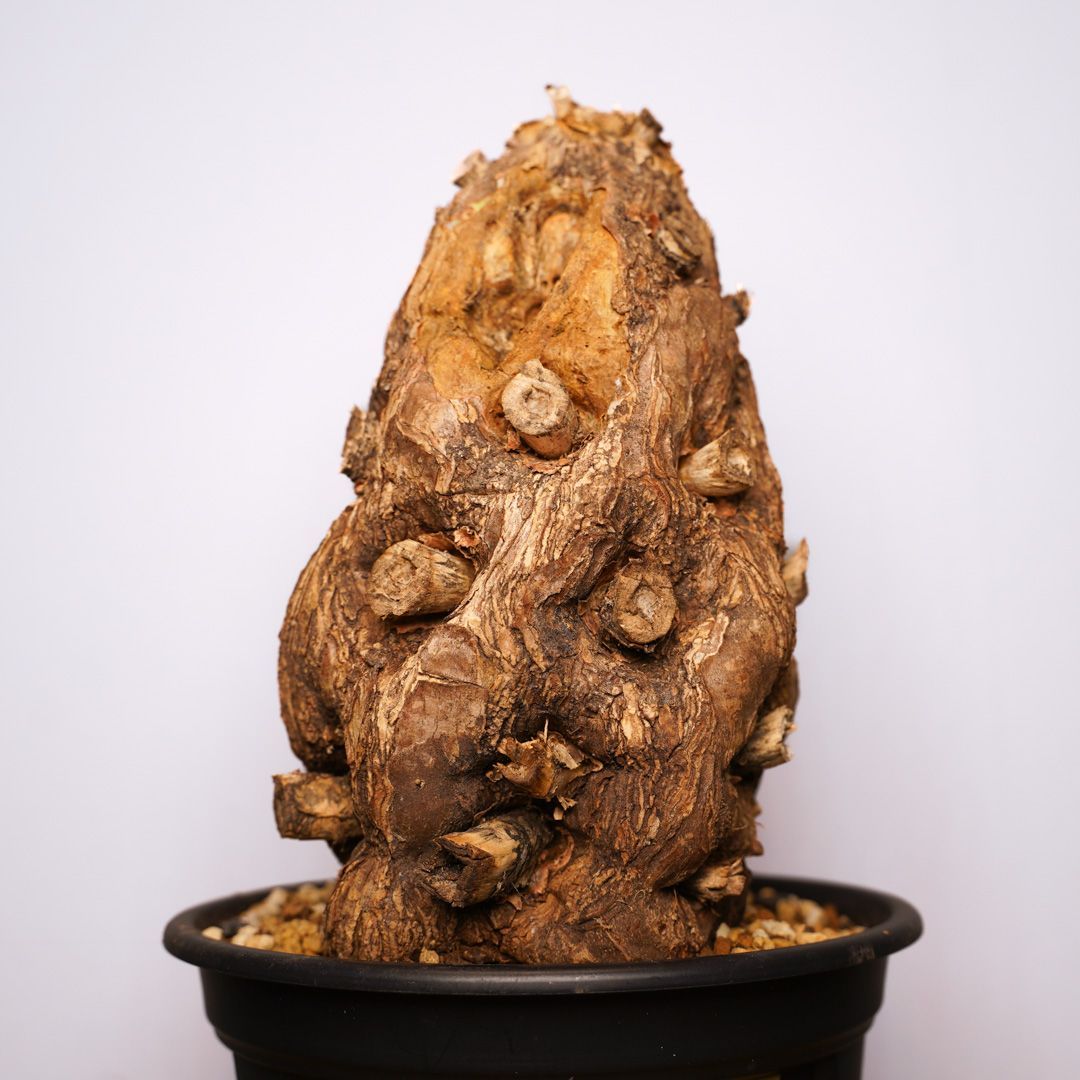 ユーフォルビア　ムランジーナ　発根済み ユーフォルビア ムランジーナ 【発根済み】HK2402407 (T