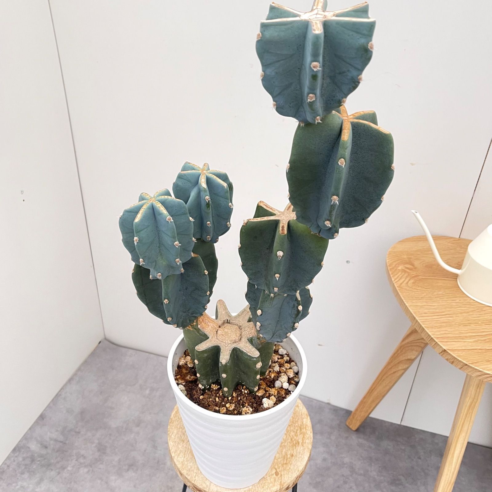 柱サボテン　ブランチ　2 柱サボテン ブランチ 2号 HPN① | Home&Plants