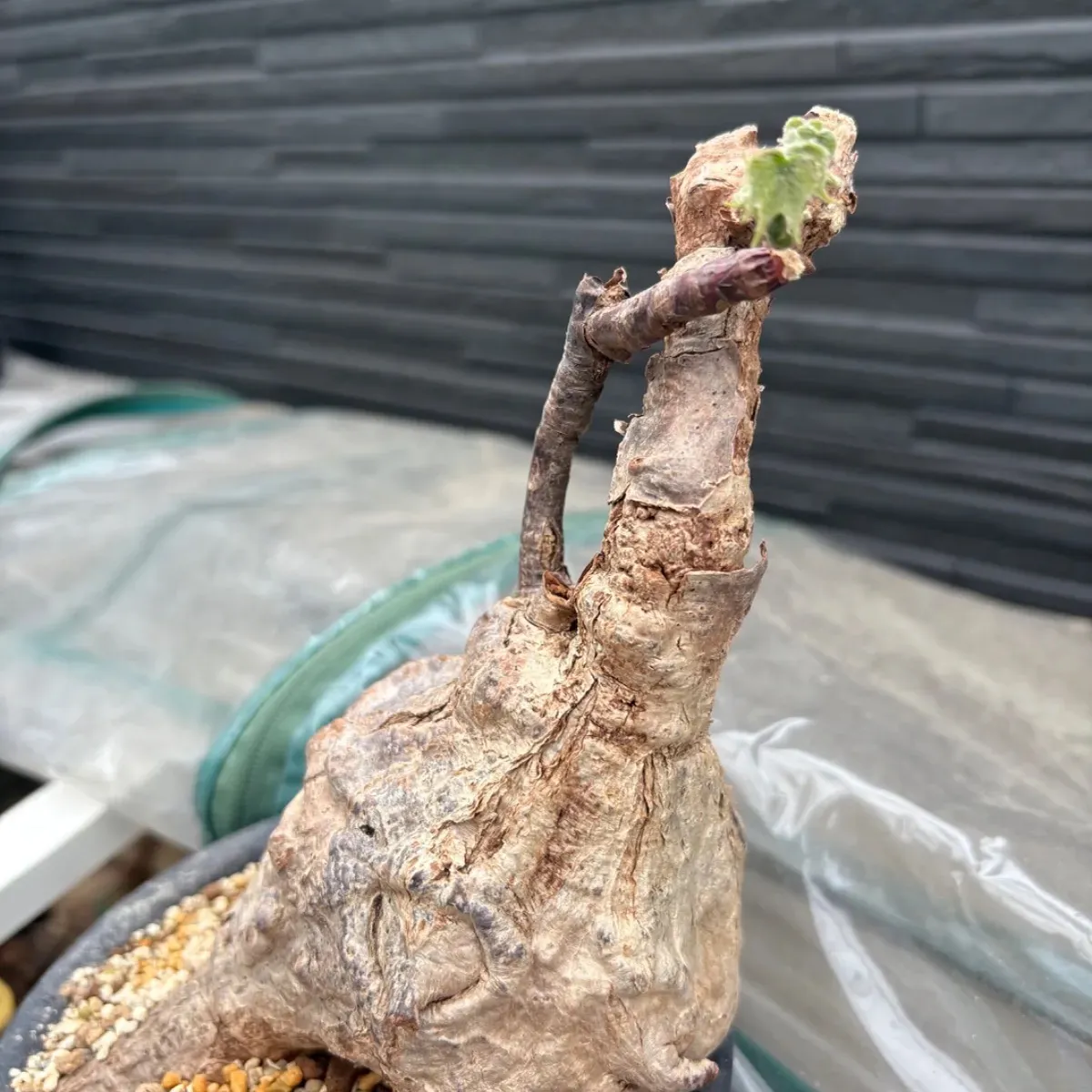 △現地球大株 希少Firmiana colorataファルミアナコロラータ100