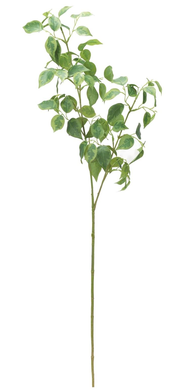 S39 アロカシア シンポ 斑入りー