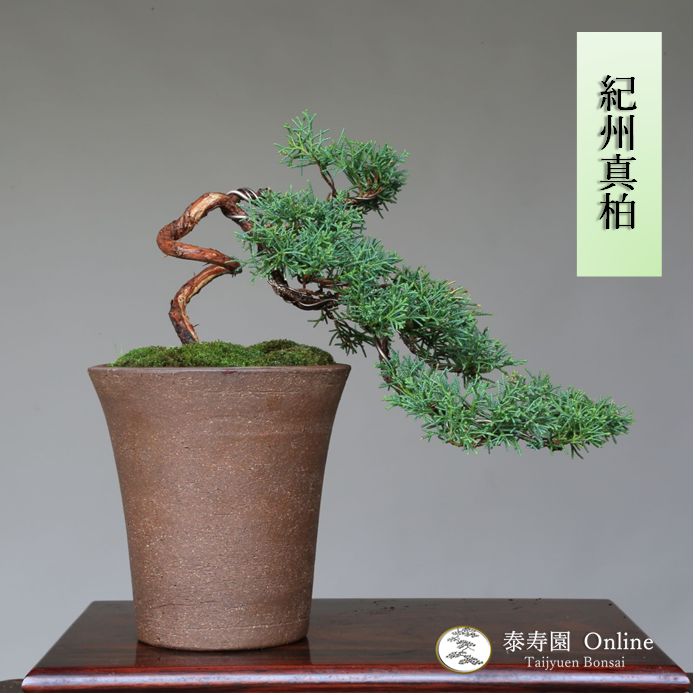 盆栽]真柏/懸崖BONSAI - aviationdynamix.com